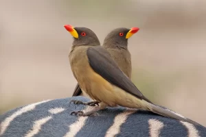 Yellow-billed oxpecker & Bloody party