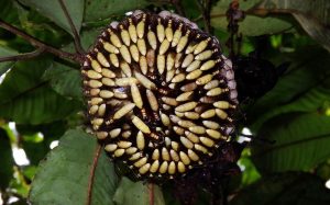 The Central American paper wasp – Apoica pallens