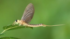 Tisa or Tisza mayfly – Palingenia longicauda
