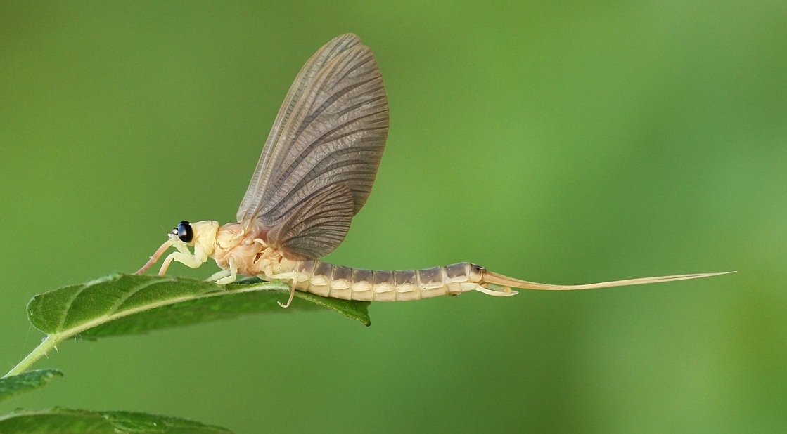 Tisa Or Tisza Mayfly - Palingenia Longicauda - Animals